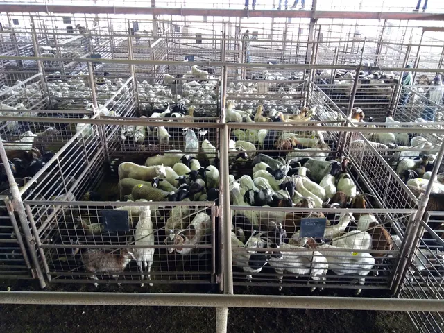 Gillespie Livestock Co Inc