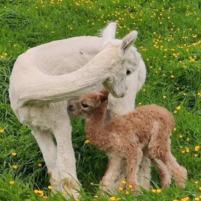 Walking with Alpacas (bookings essential)
