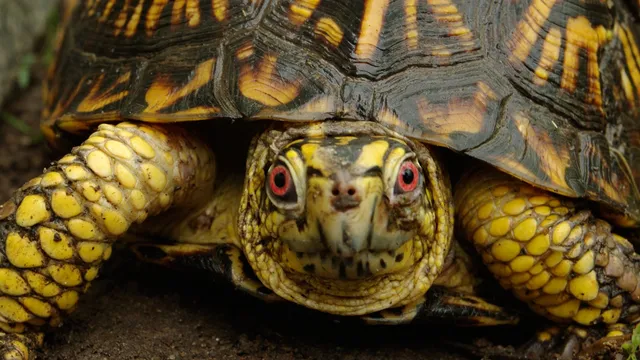 Turtle Rescue of the Hamptons