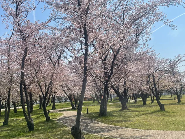 Sakuranomori Park