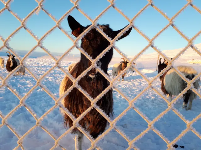 Háafell - Goat farm