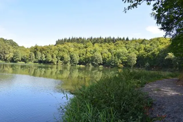 Holzmaar