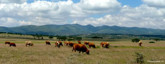 Rimpa Estates Wildlife Conservancy