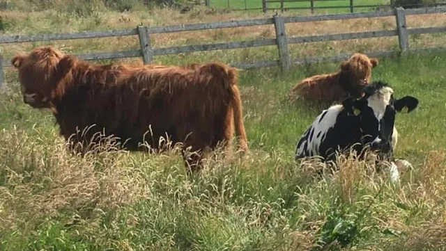 Copper Coast Mini Farm