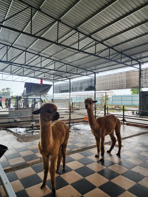 Desaru Alpaca Farm
