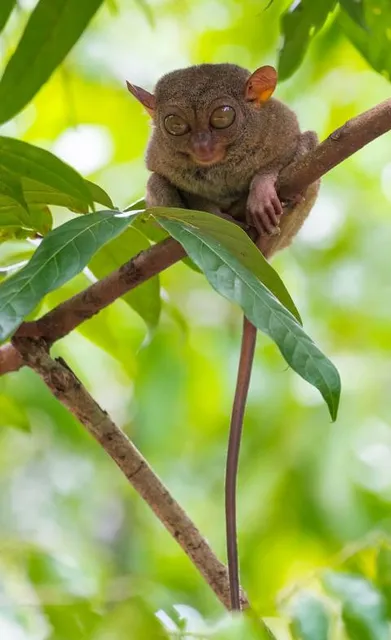 Philippine Tarsier Sanctuary
