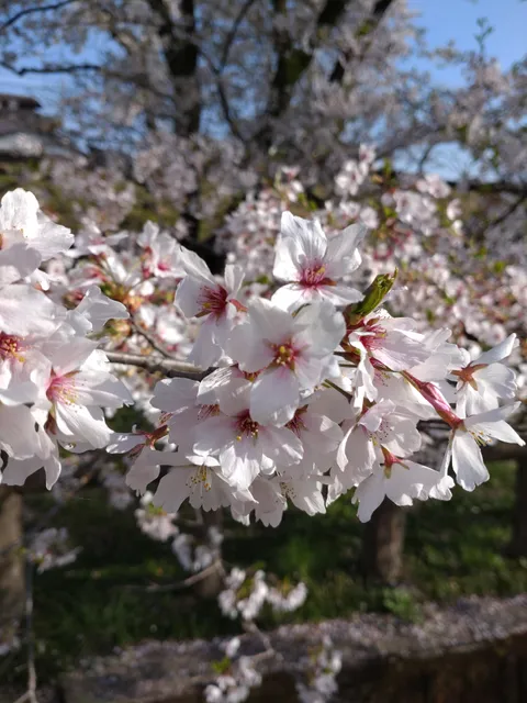 Mamada-Hachiman Park