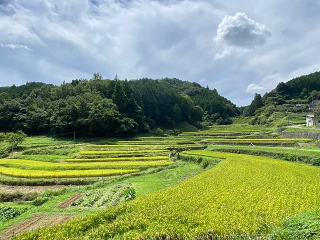 Okidani Rice Terrace