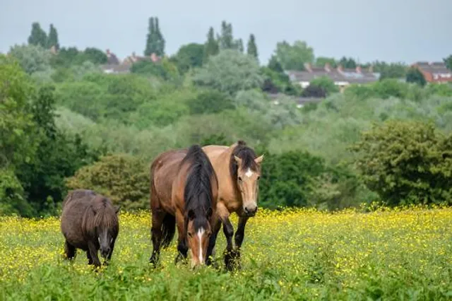Woodgate Valley Country Park
