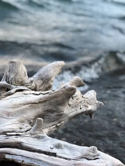 Driftwood Beach