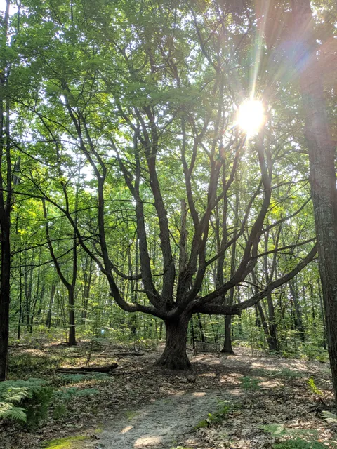 Houdek Dunes Natural Area: The Leelanau Conservancy