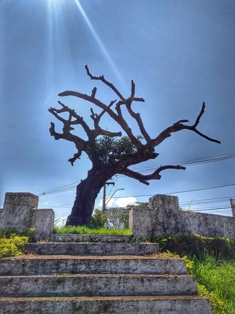 Tree of the Hanged