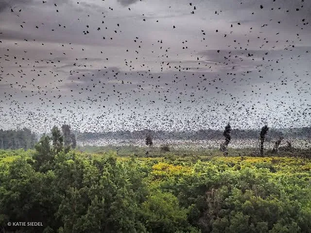 Kasanka National Park