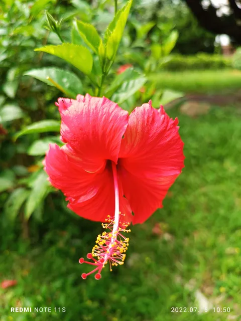 Kong Pui Street Rest Garden