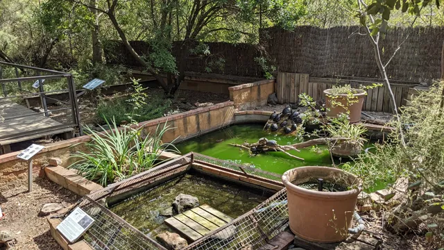 Centro de reproducción de Tortugas de la Albera