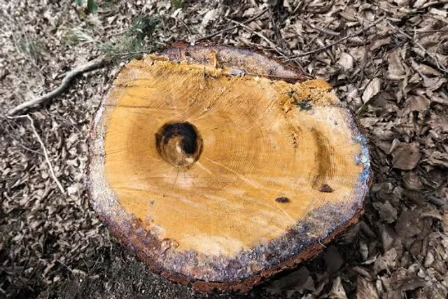 Rhododendronpark Kamenz