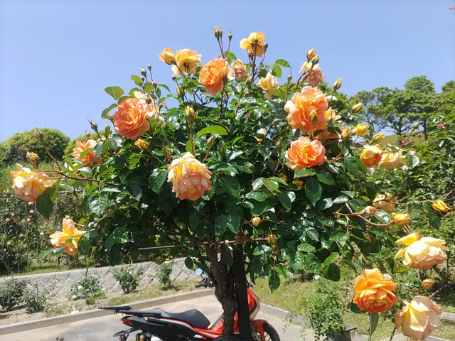 Jardín de rosas - Parque integral de Gwansan