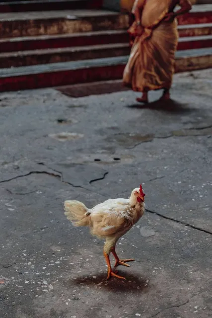 Barong Dance Uma Dewi