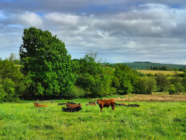 Jones's Mill the Vera Jeans Reserve