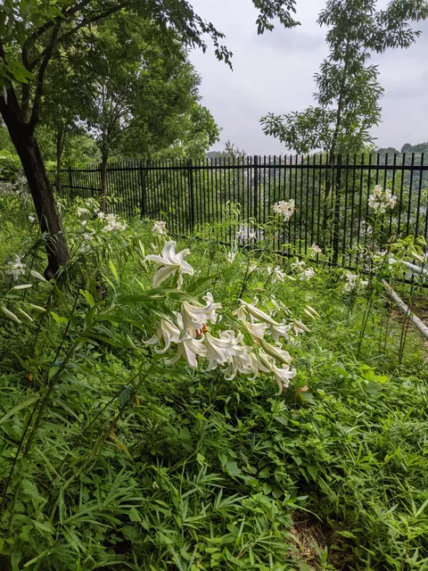 Machidashiritsunogayakitsunekubo Ryokuchi Park