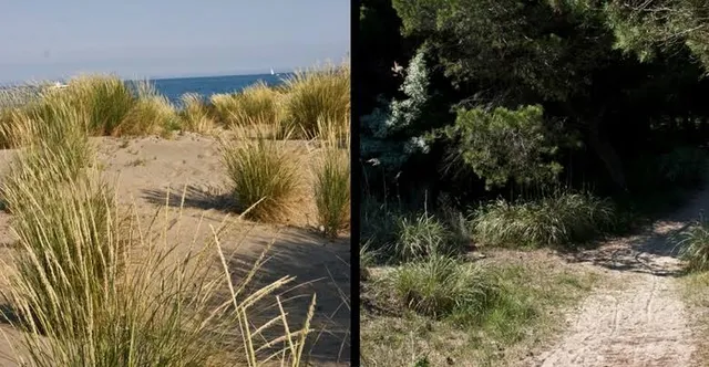 Alberoni Sand Dune Oasis