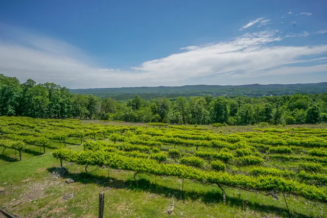 Stony Mountain Vineyards