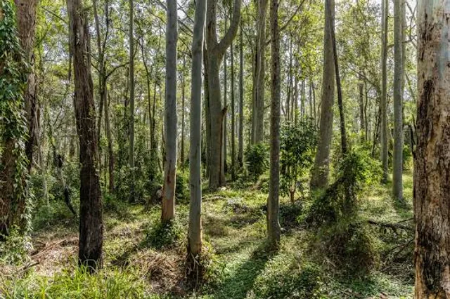 Cumberland State Forest