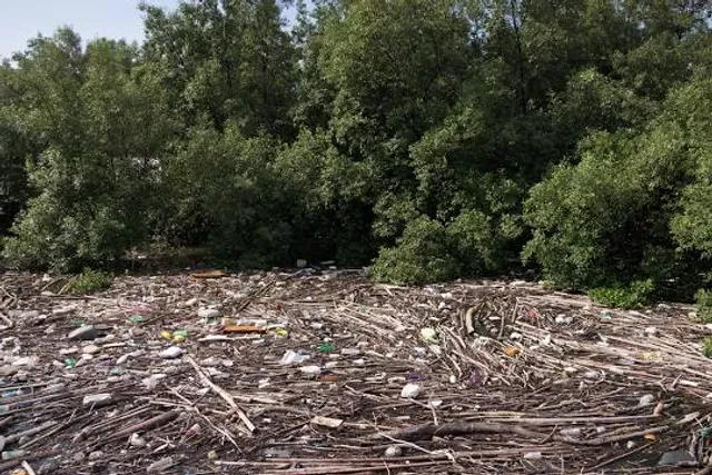 Hutan Mangrove Kota Pasuruan