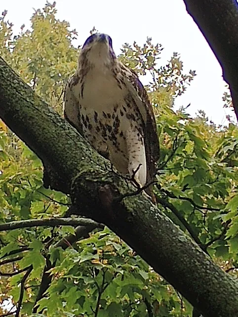 Saranac/New Castle Garden