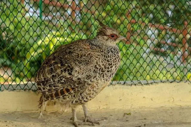 Dhauladhar Nature Park (Zoo), Gopalpur