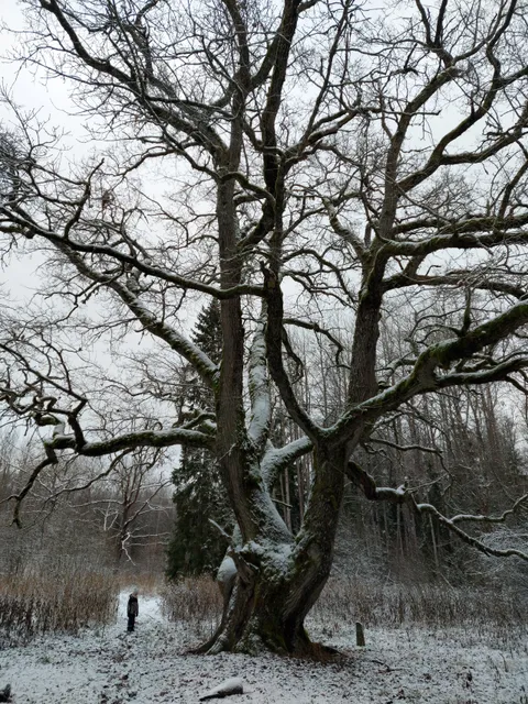 Lemmjõe keelemetsa õpperada