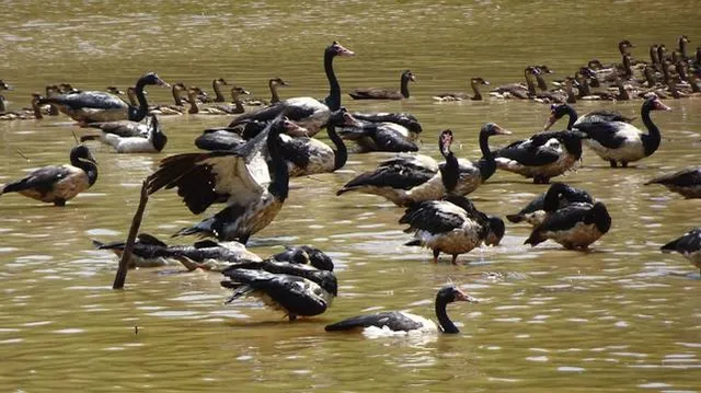 Keatings Lagoon Conservation Park