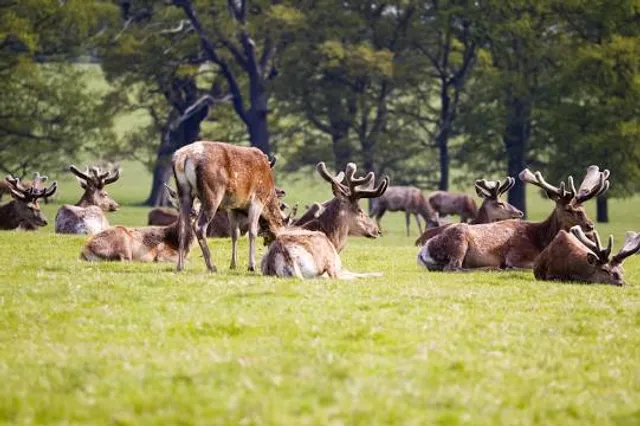 Woburn Abbey Deer Park