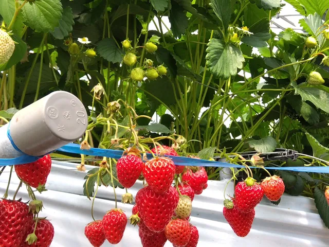 （有）エコファームうちこ