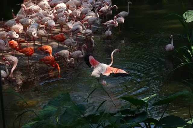 Guangzhou Chimelong Safari Park （Main Gate）