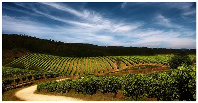 Bodegas Terras Gauda