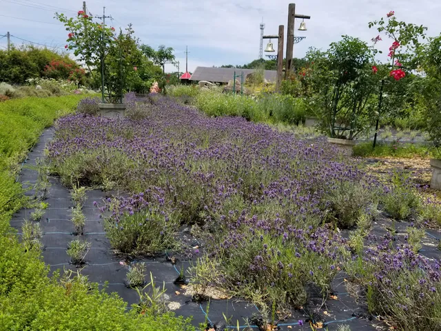 コウザンラベンダーノオカ