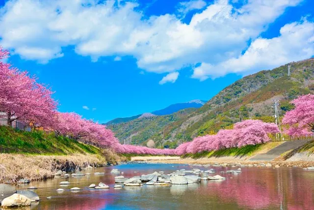 Kawazu Sakura