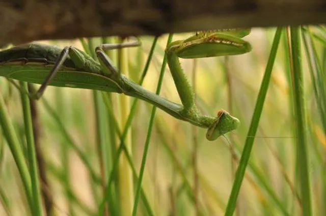 Center for PostNatural History