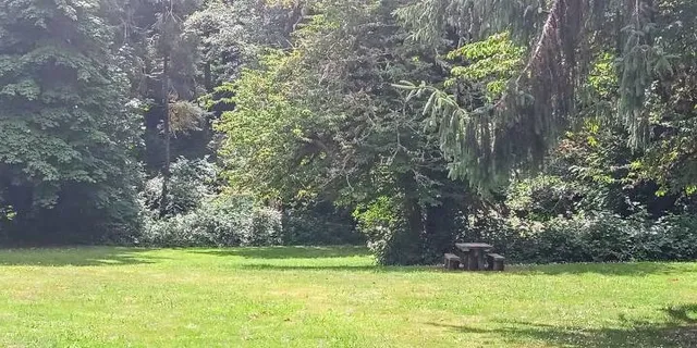 Beyond the Trees Avondale