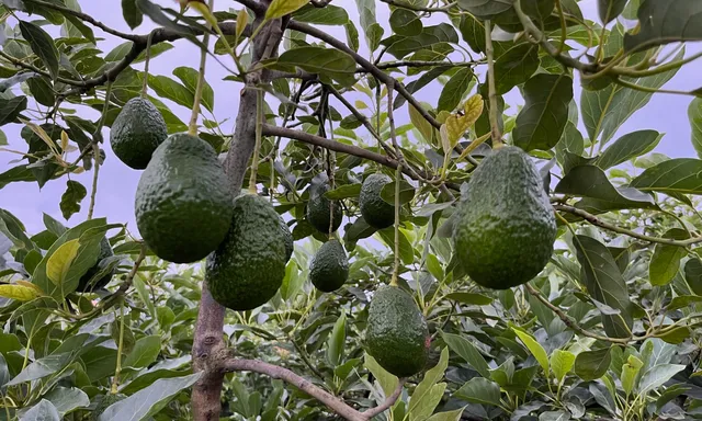 The Little Green Farm GT