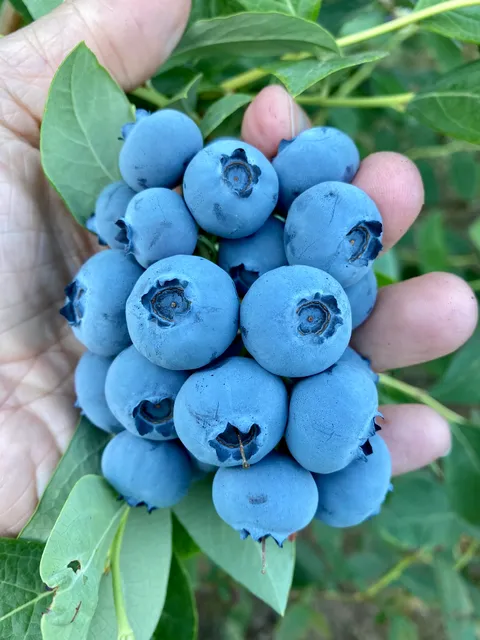 Sara's Blueberries