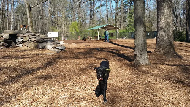 Cabin John Regional Dog Park