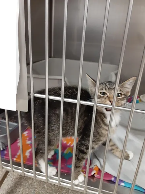 SPCA Humane Organization