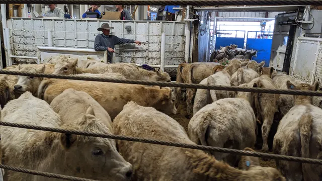 Torrington Livestock Markets