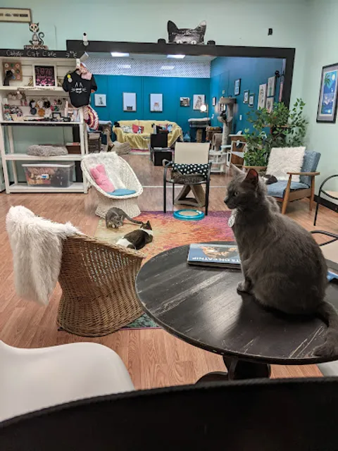 Catnip Cat Cafe