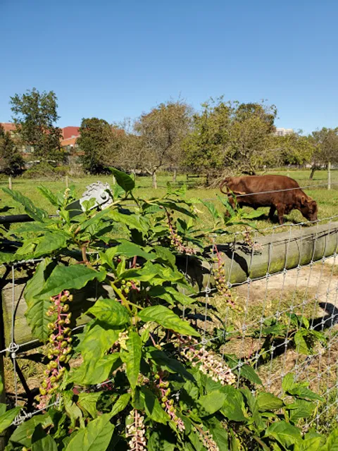 Green Meadows Farm New York