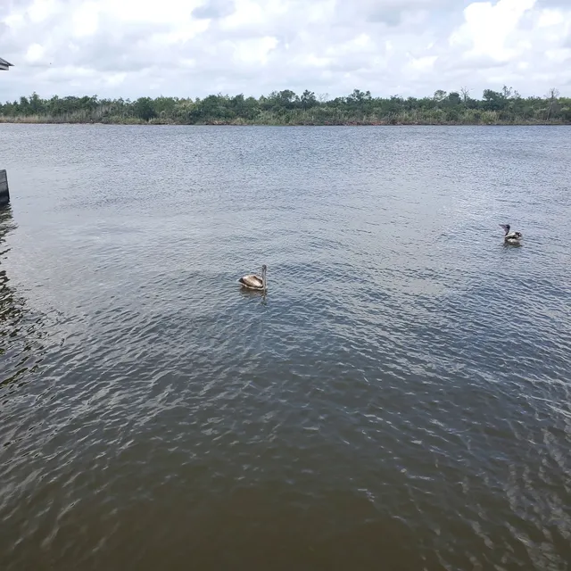 Calcasieu Point Landing
