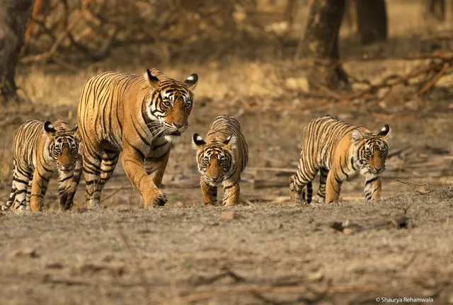 Ranthambore National Park Safari | Tiger Reserve Booking Office