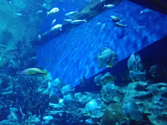 Ocean Park Whiskers Harbour